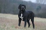 DOGUE ALLEMAND 699